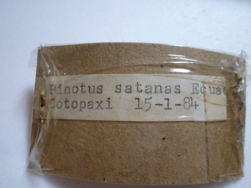 【外国産フンチュウ標本】ダイコクコガネ2/エクアドル産/24mm-21.9mm