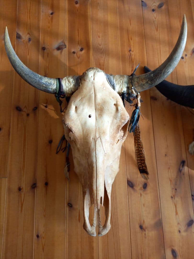 #バッファロースカル　#牛頭骨　#オブジェ　牛骨　2個セット