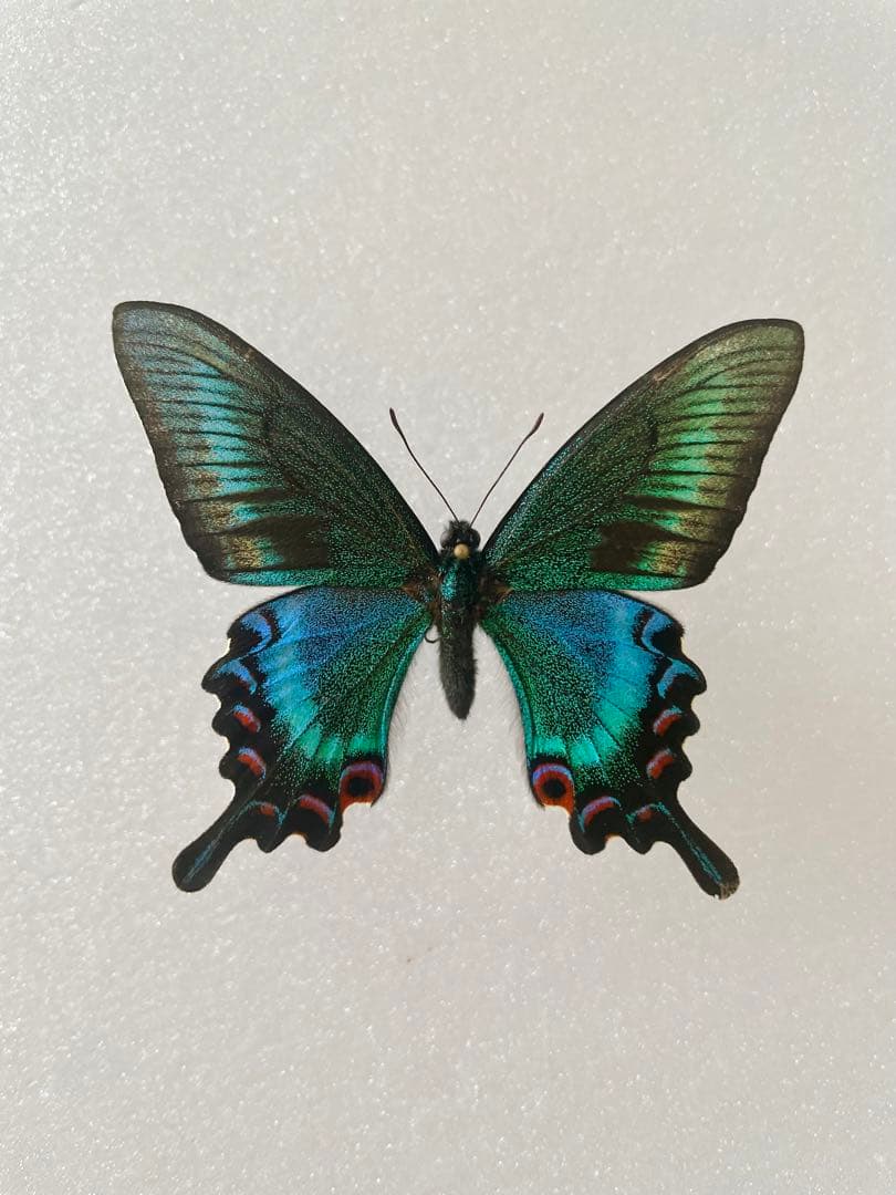 【異常型】ミヤマカラスアゲハ（1オス、北海道産）