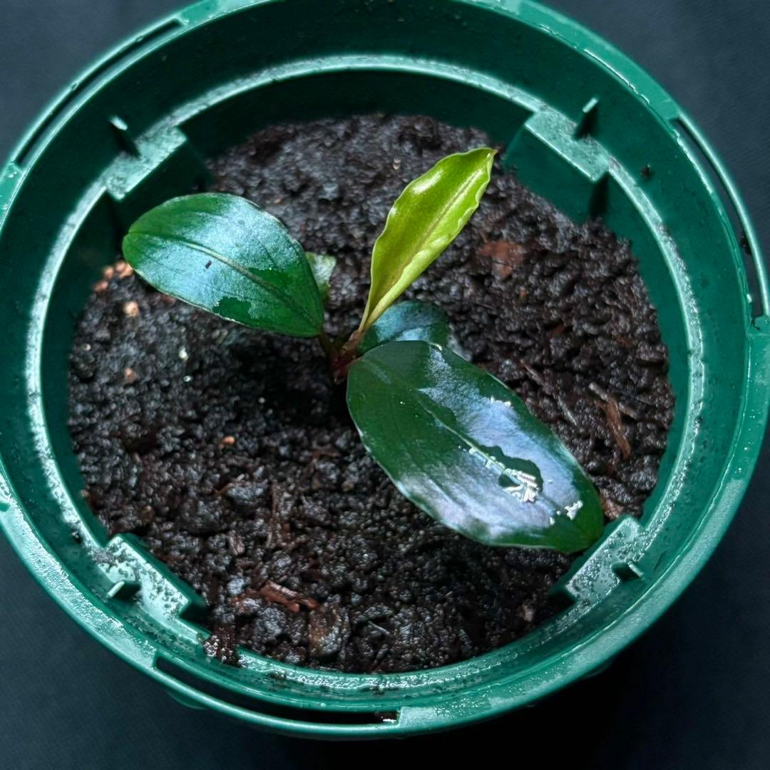 ブセファランドラ sp.モトレイアーナ スーパーブルー