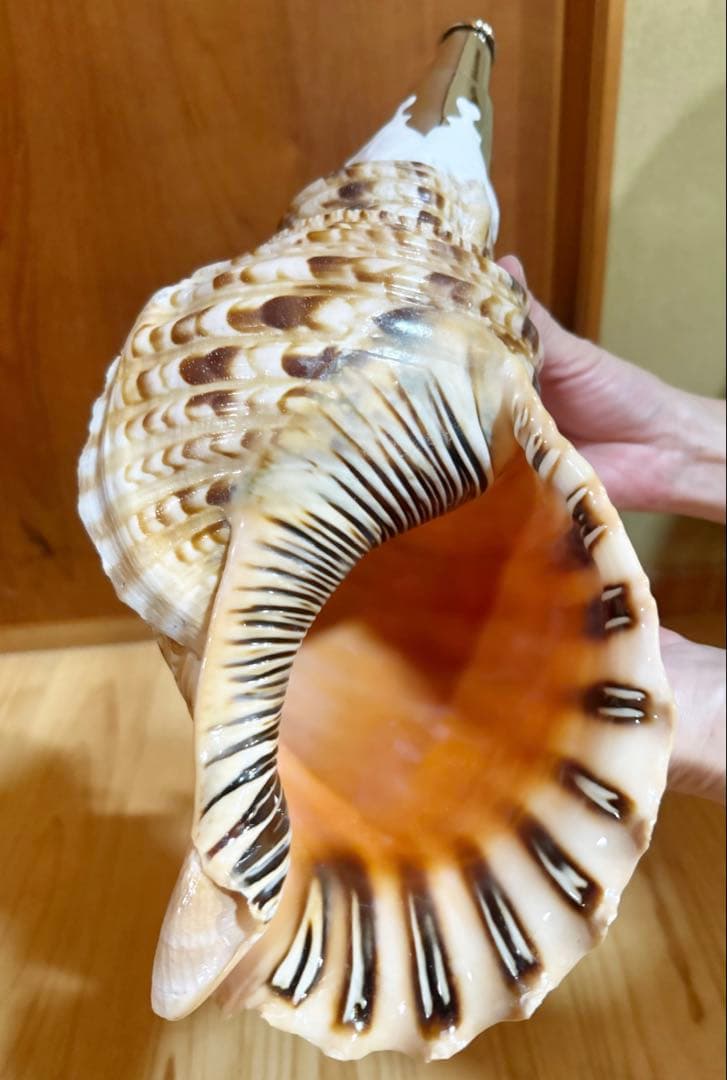肉厚修験道法螺貝　山伏　密教　魔除け　熊よけ❣️ホラガイ　ほら貝