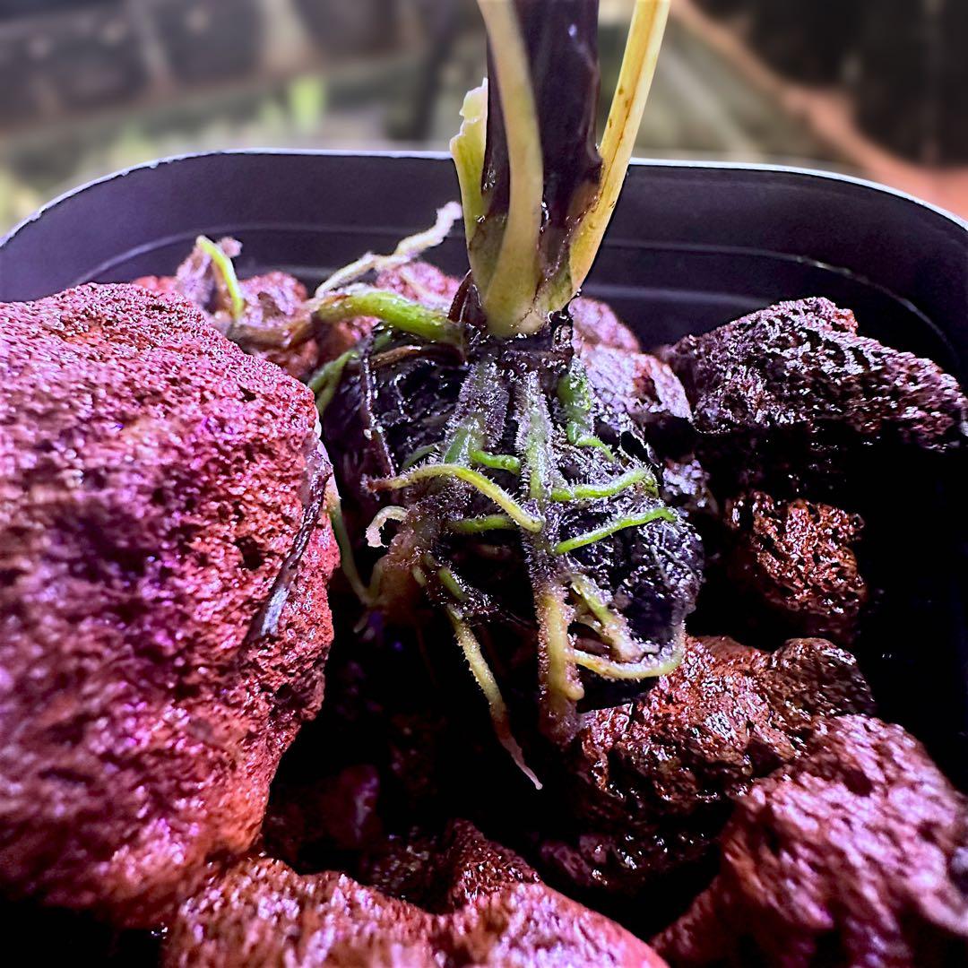 み*！様 ブセファランドラ（斑入り株）Bucephalandra Pipto と