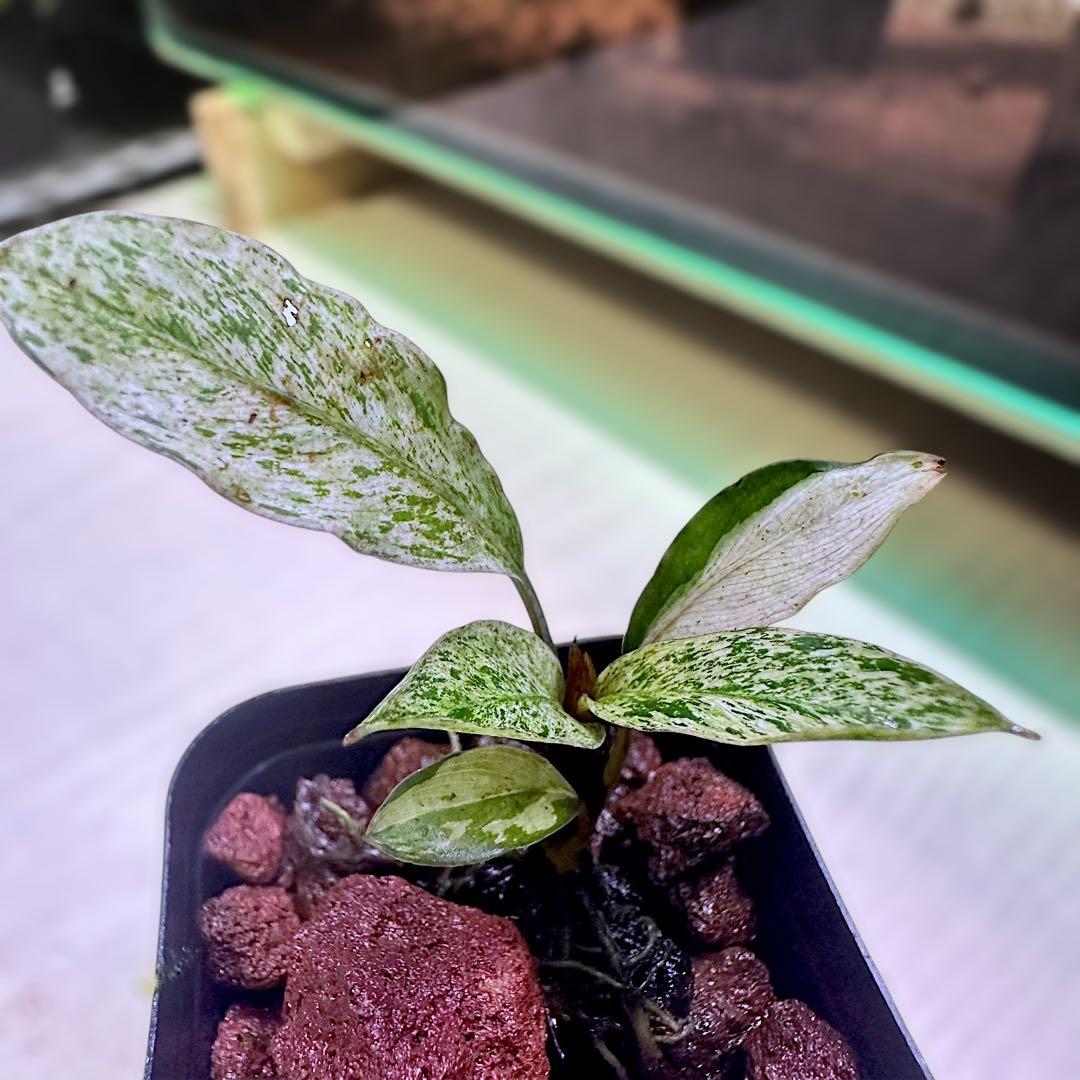 み*！様 ブセファランドラ（斑入り株）Bucephalandra Pipto と