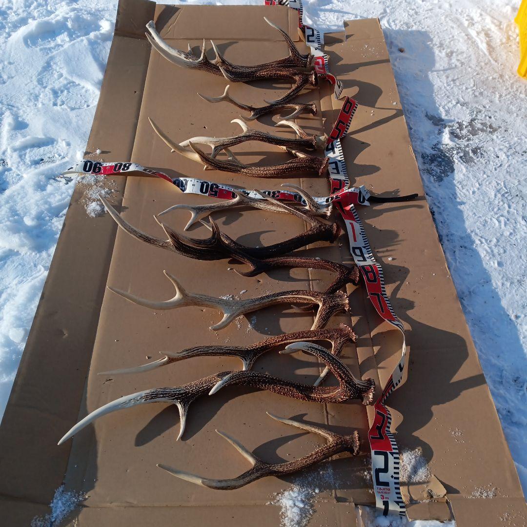 蝦夷鹿の角 　犬用おもちゃ　工芸品などにどうぞ　１２番