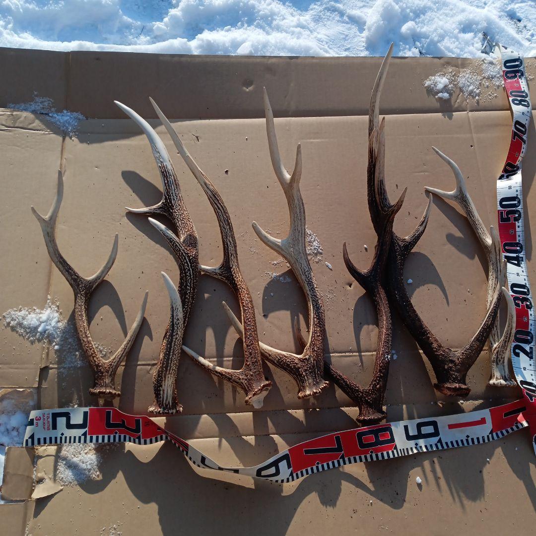 蝦夷鹿の角 　犬用おもちゃ　工芸品などにどうぞ　１２番