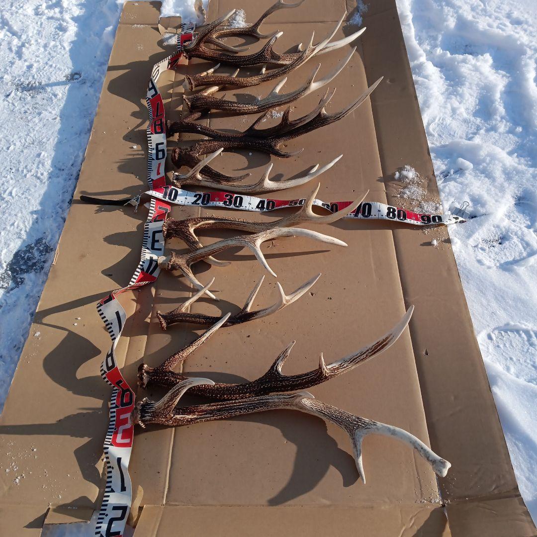 蝦夷鹿の角 　犬用おもちゃ　工芸品などにどうぞ　１２番