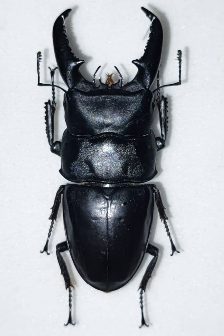 ヒラタクワガタ ラオス産 標本