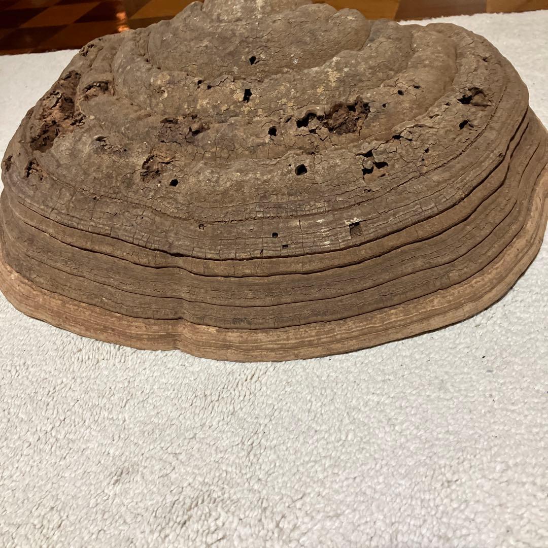 サルノコシカケ　コフキサルノコシカケ　2.5kg