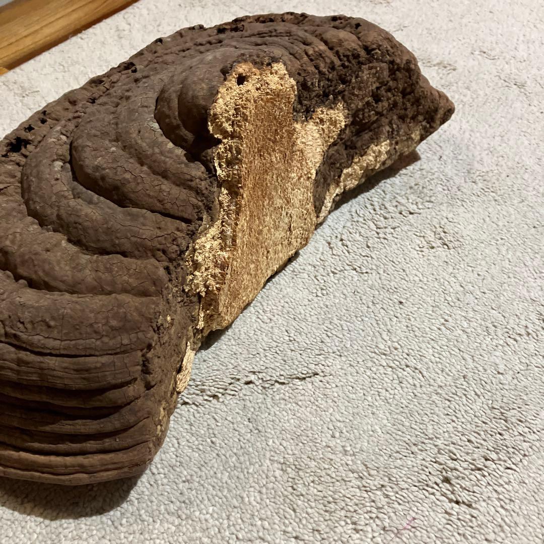 サルノコシカケ　コフキサルノコシカケ　2.5kg