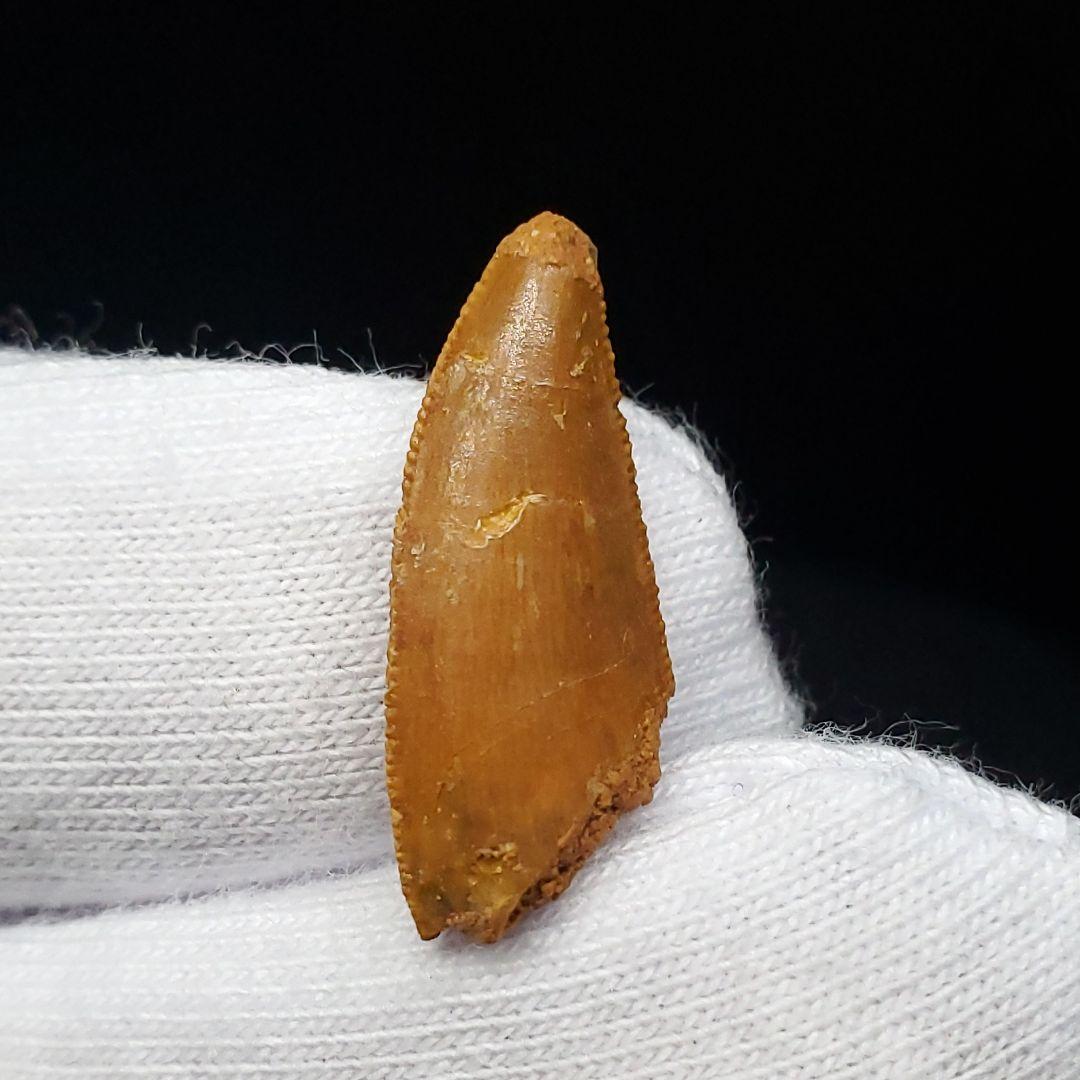 美品 ラプトル 化石 歯 恐竜 本物 モロッコ産 19.82mm fra4