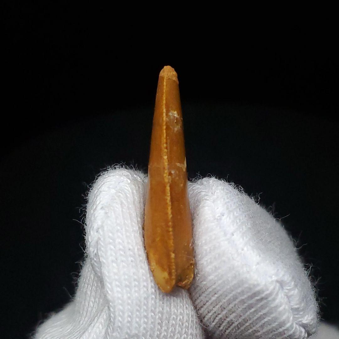 美品 ラプトル 化石 歯 恐竜 本物 モロッコ産 19.82mm fra4