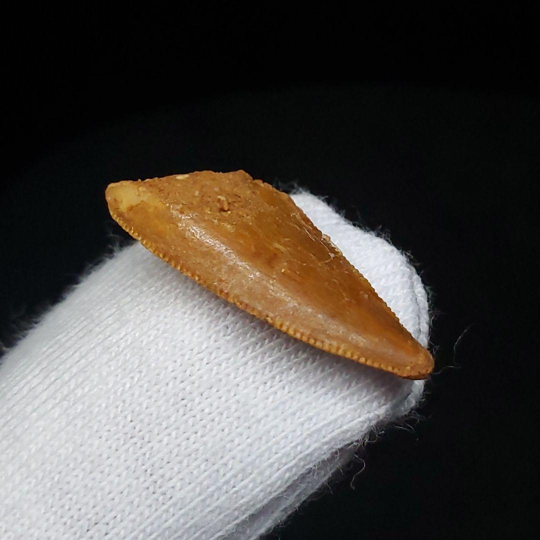 美品 ラプトル 化石 歯 恐竜 本物 モロッコ産 19.82mm fra4
