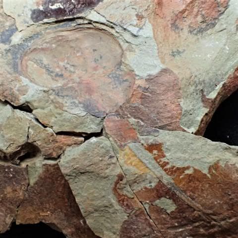 カブトガニの化石 大型で超稀少 モロッコ産 本物保証