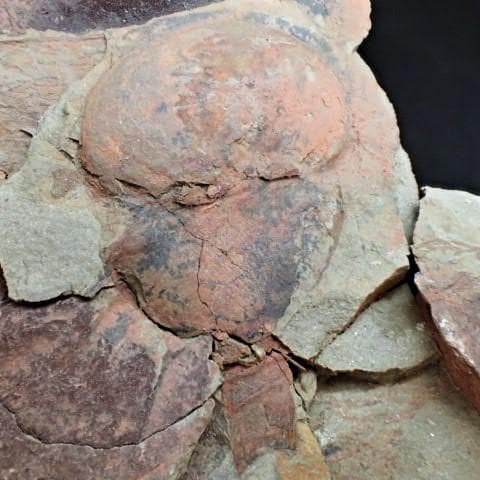 カブトガニの化石 大型で超稀少 モロッコ産 本物保証