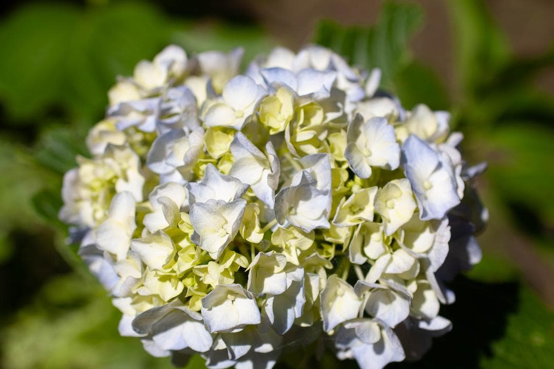 【内蔵電池交換、スプリットFS】PENTAX ist DS2