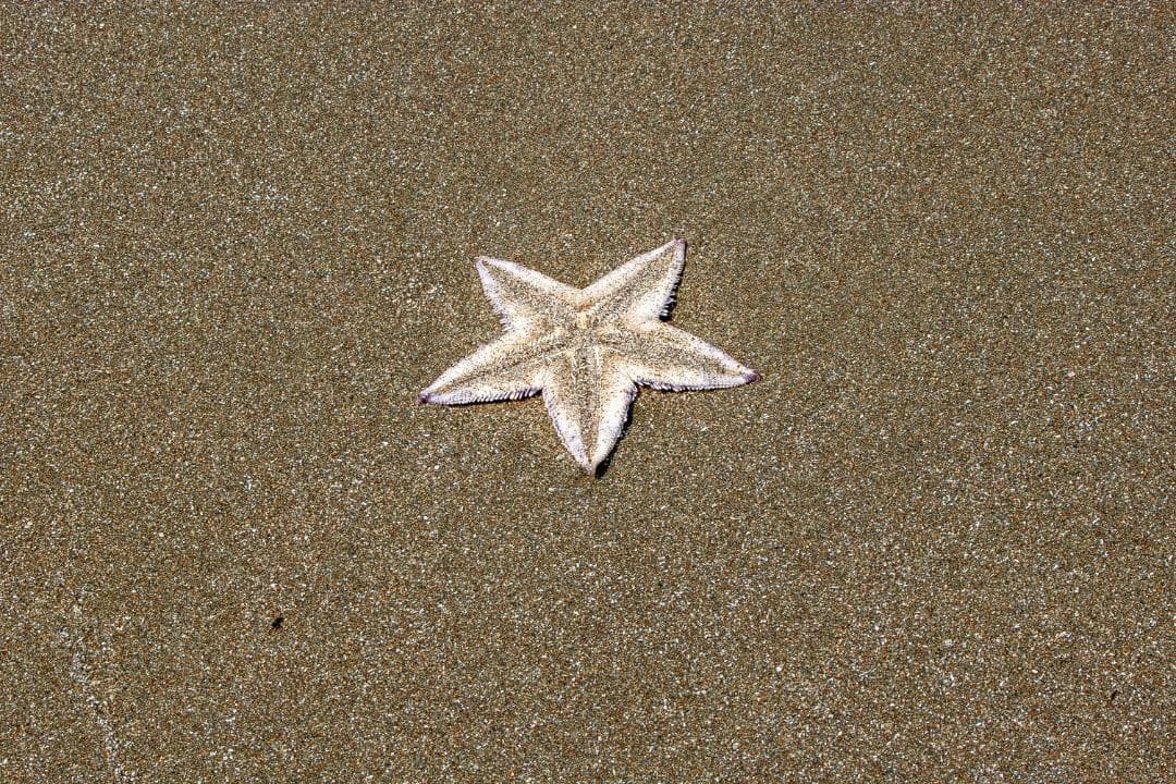 【内蔵電池交換、スプリットFS】PENTAX ist DS2