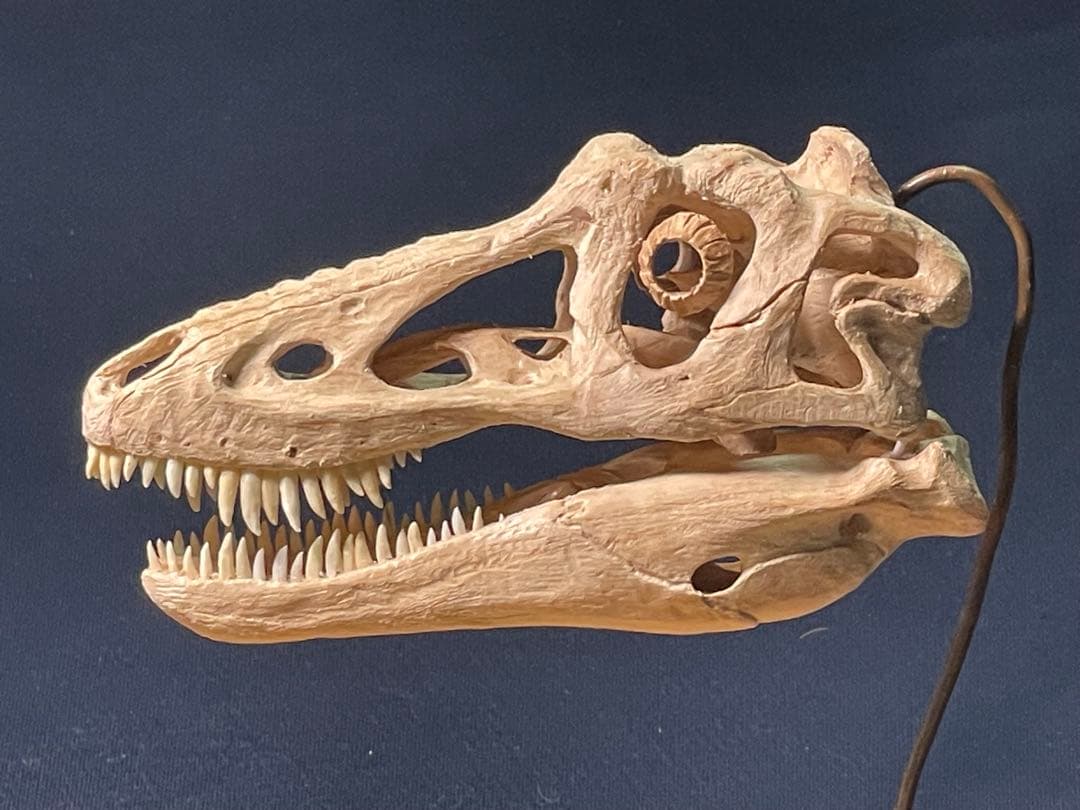 木彫　恐竜　キアンゾウサウルス　頭骨模型　10.5cm