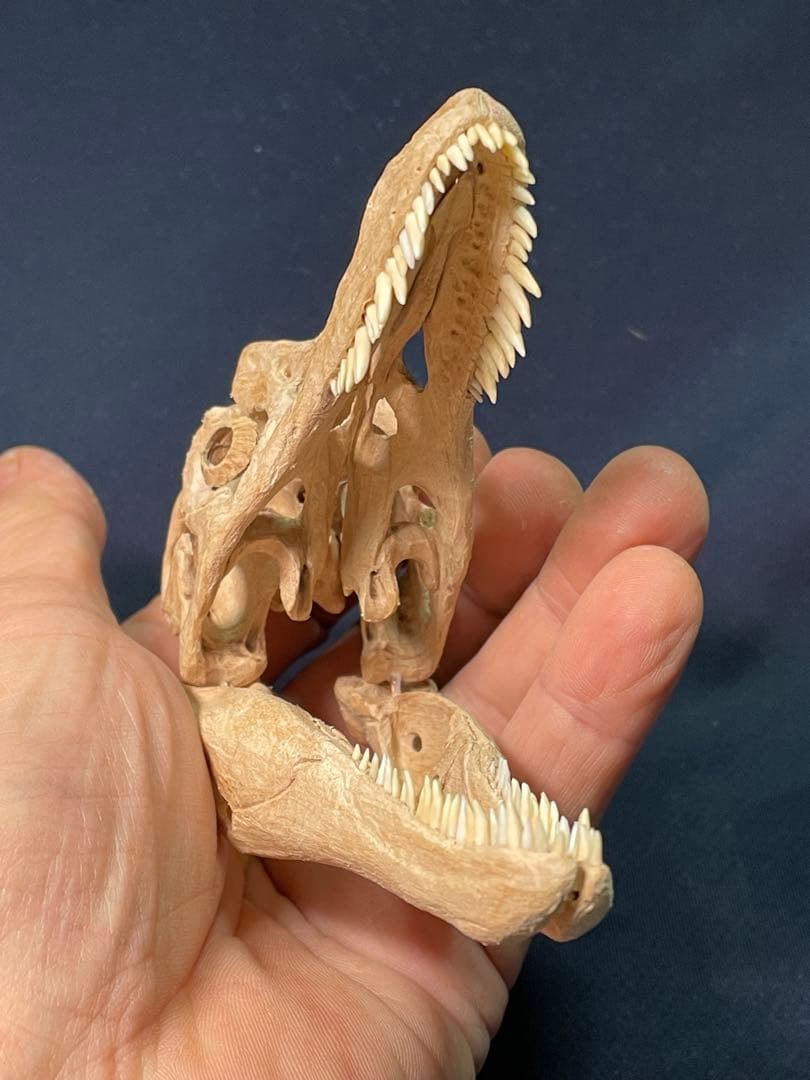 木彫　恐竜　キアンゾウサウルス　頭骨模型　10.5cm