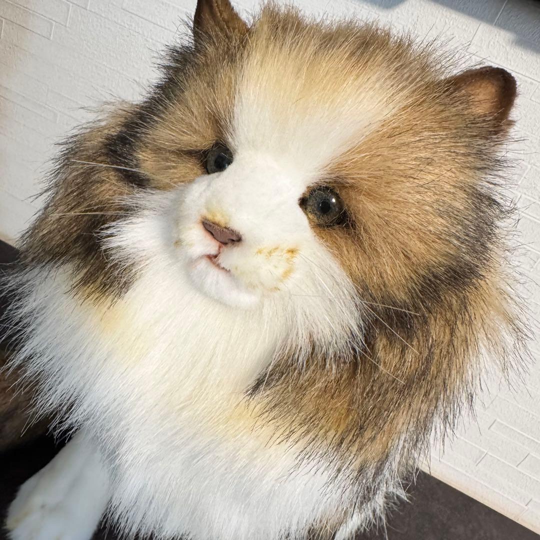 HANSA （ハンサ）ノルウェージャンフォレストキャット