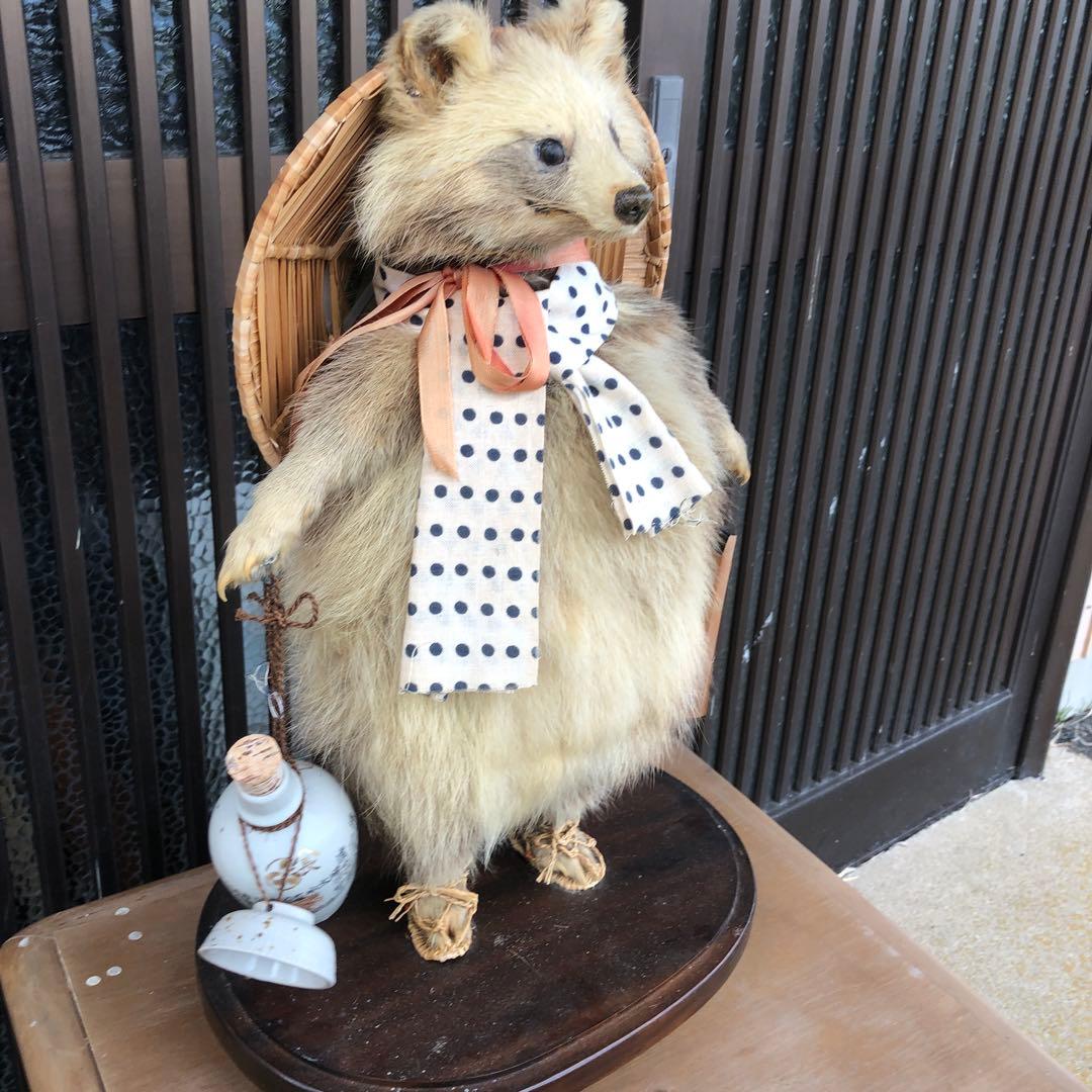 たぬきの剥製、