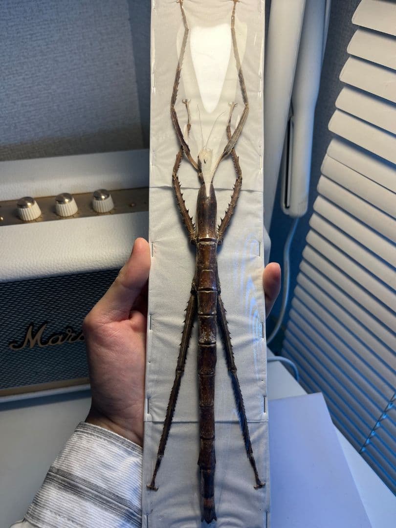 【極太LAST】スマトラナナフシ コノハムシ ナナフシ カマキリ マンティス標本