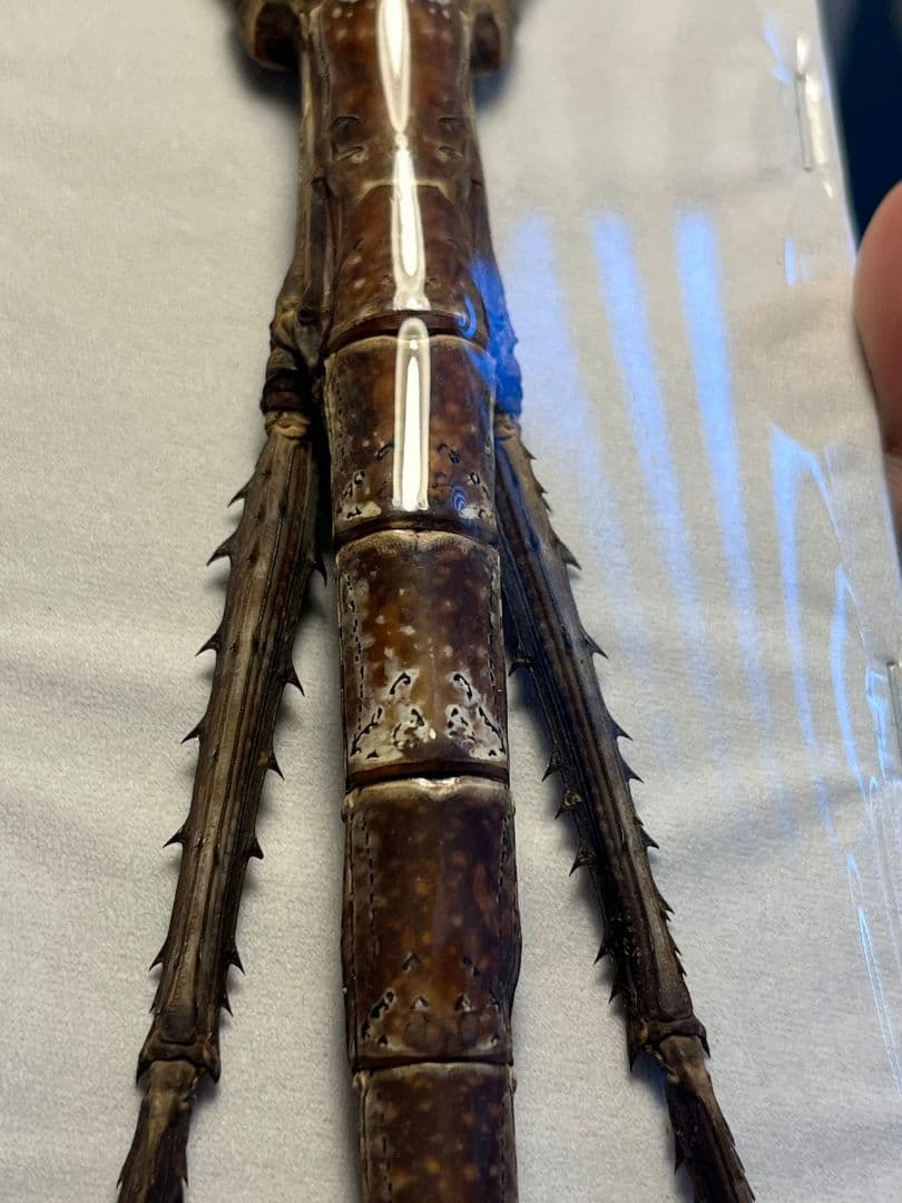 【極太LAST】スマトラナナフシ コノハムシ ナナフシ カマキリ マンティス標本