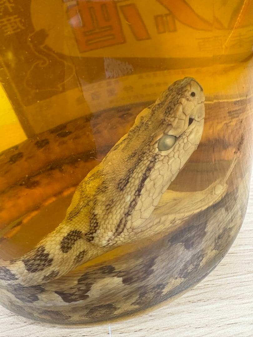 【値下げ】ハブ酒ハチミツ入　3,300ml　沖縄特産　仲里酒造