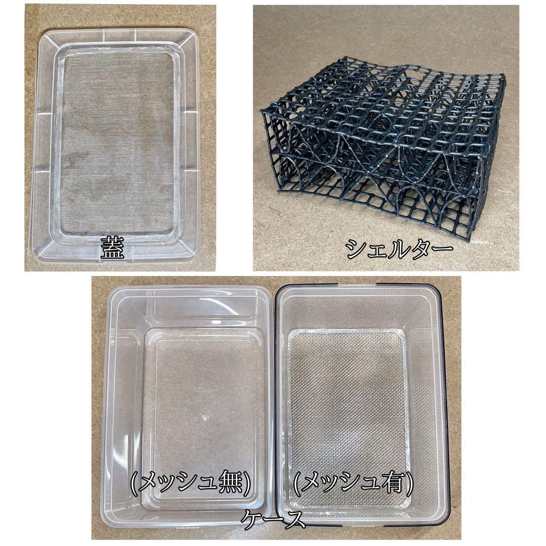 マタレオン様　Ｍ(フル)(レ)