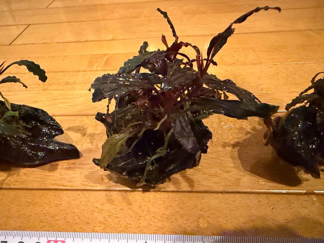 【本日限定】ブセファランド　3個【流木付き】