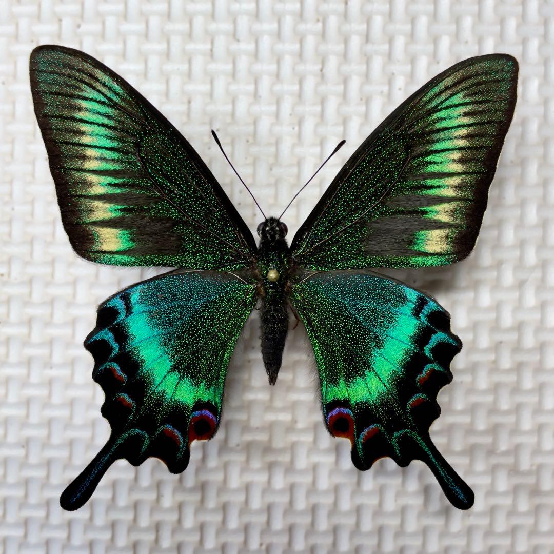 蝶標本　北海道産　極美麗ミヤマカラスアゲハ春型♂ 飼育完品⭐️マイコレに‼️最安値⭐️