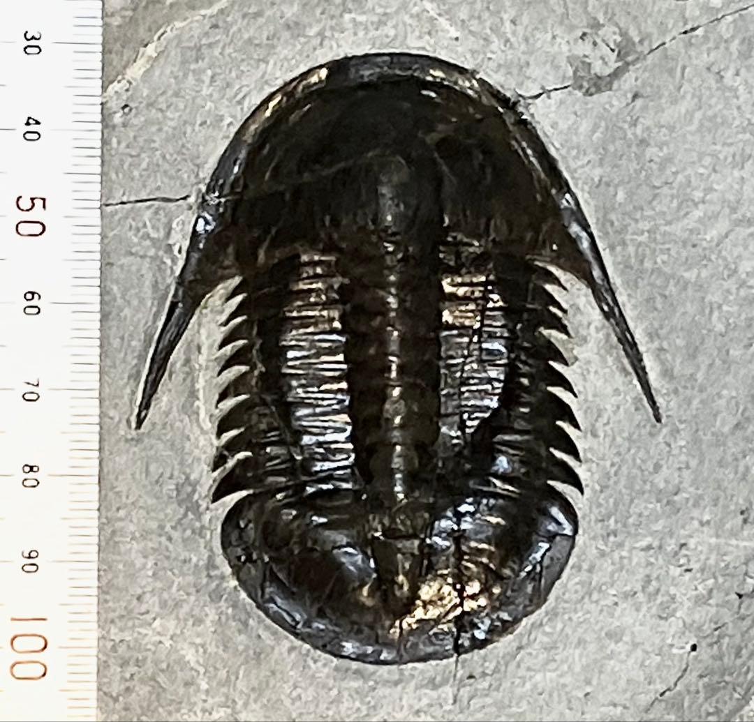 三葉虫　化石　Anomocarella