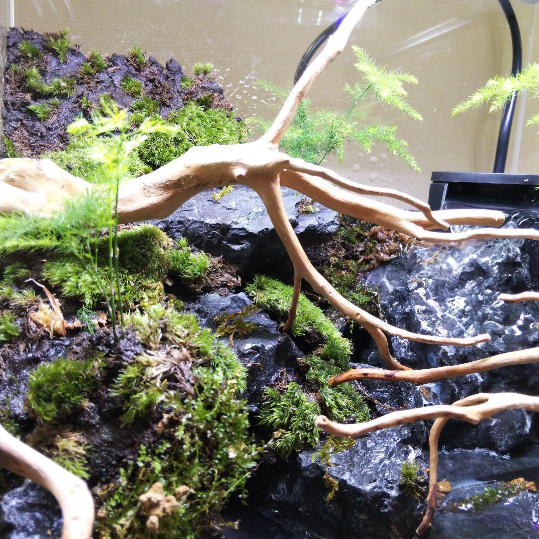 アクアテラリウム完成品 イモリウム 苔テラリウム 滝のあるアクアテラリウム