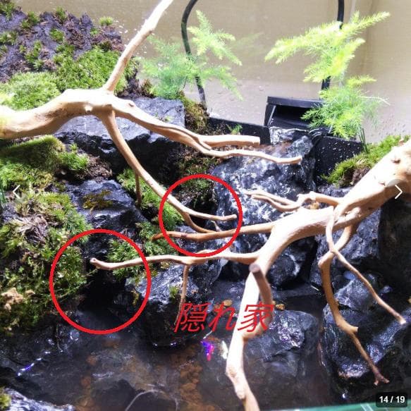 アクアテラリウム完成品 イモリウム 苔テラリウム 滝のあるアクアテラリウム