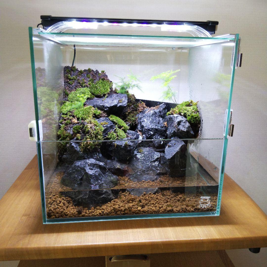 アクアテラリウム完成品 イモリウム 苔テラリウム 滝のあるアクアテラリウム