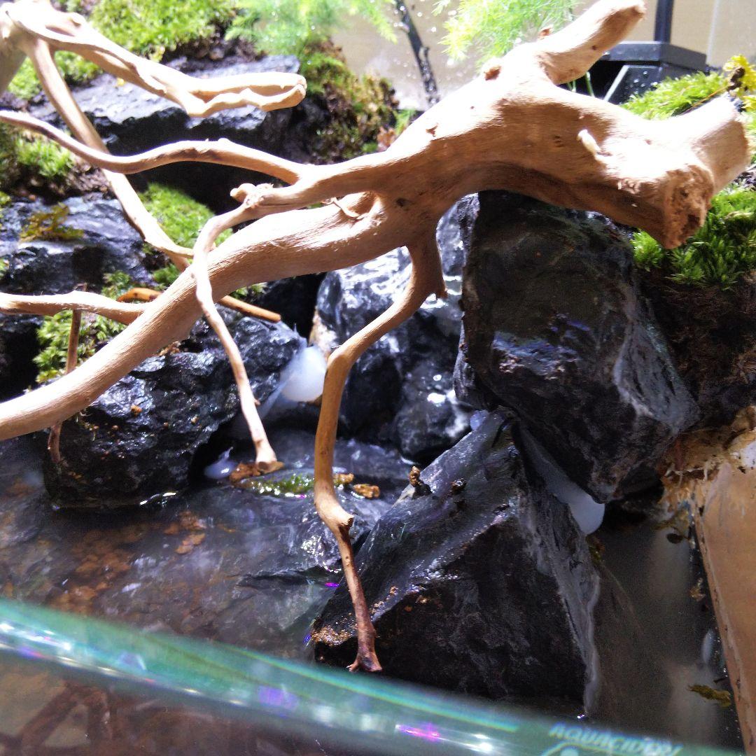 アクアテラリウム完成品 イモリウム 苔テラリウム 滝のあるアクアテラリウム