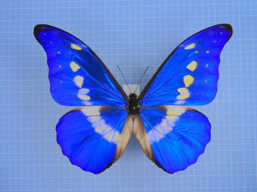 標本 Peru Morpho helena 130mm A1+