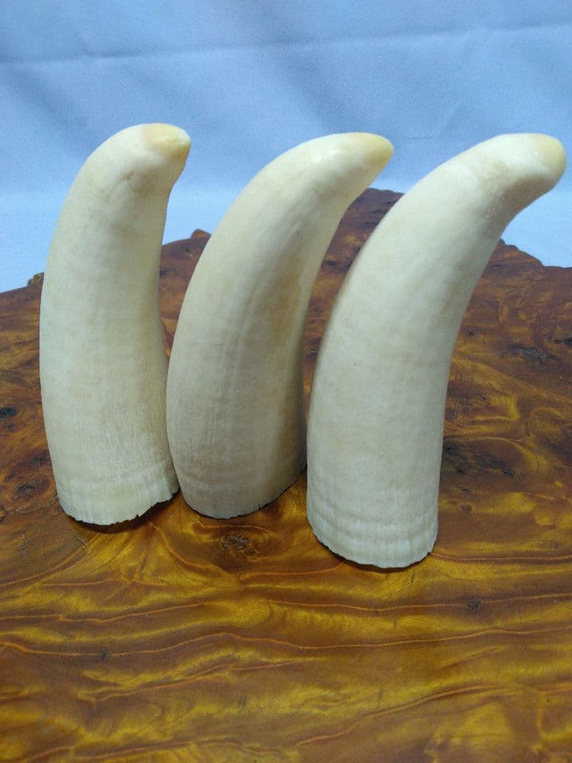 鯨歯　マッコウクジラ　細工素材 根付け　ペンダント　工芸品に