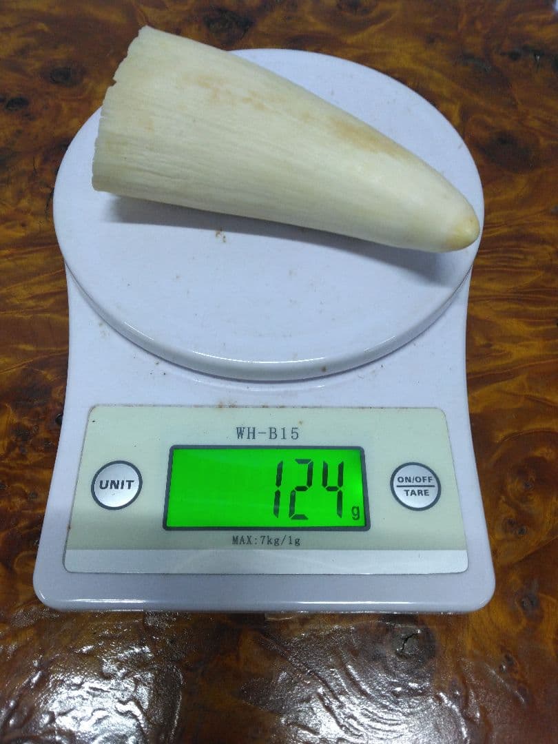 鯨歯　マッコウクジラ　細工素材 根付け　ペンダント　工芸品に