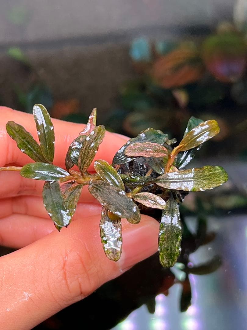 Bucephalandra sp. Varigata Pink 水中葉 4株