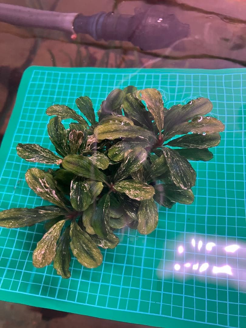 J*y様 水中葉 ブセファランドラ グリーンウェービー斑入