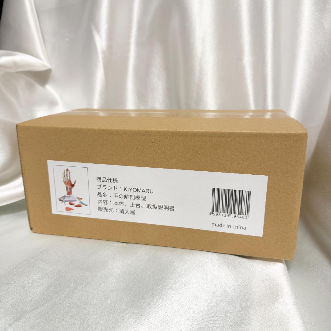 手解剖模型 7パーツ分解 原寸大 軟部組織付き 理学療法士監修 人体模型 手関節