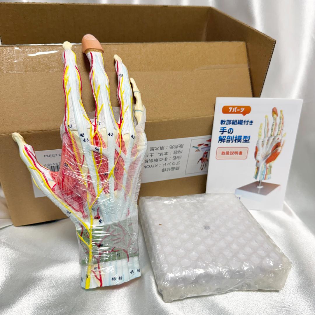 手解剖模型 7パーツ分解 原寸大 軟部組織付き 理学療法士監修 人体模型 手関節