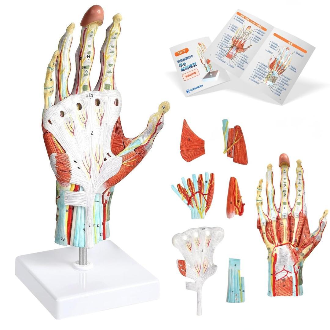 手解剖模型 7パーツ分解 原寸大 軟部組織付き 理学療法士監修 人体模型 手関節