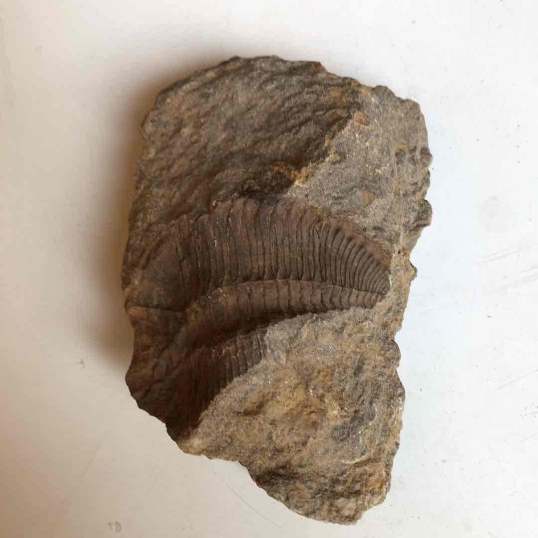 三葉虫化石　貴重品　モロッコで採取　輸出禁止になりました。