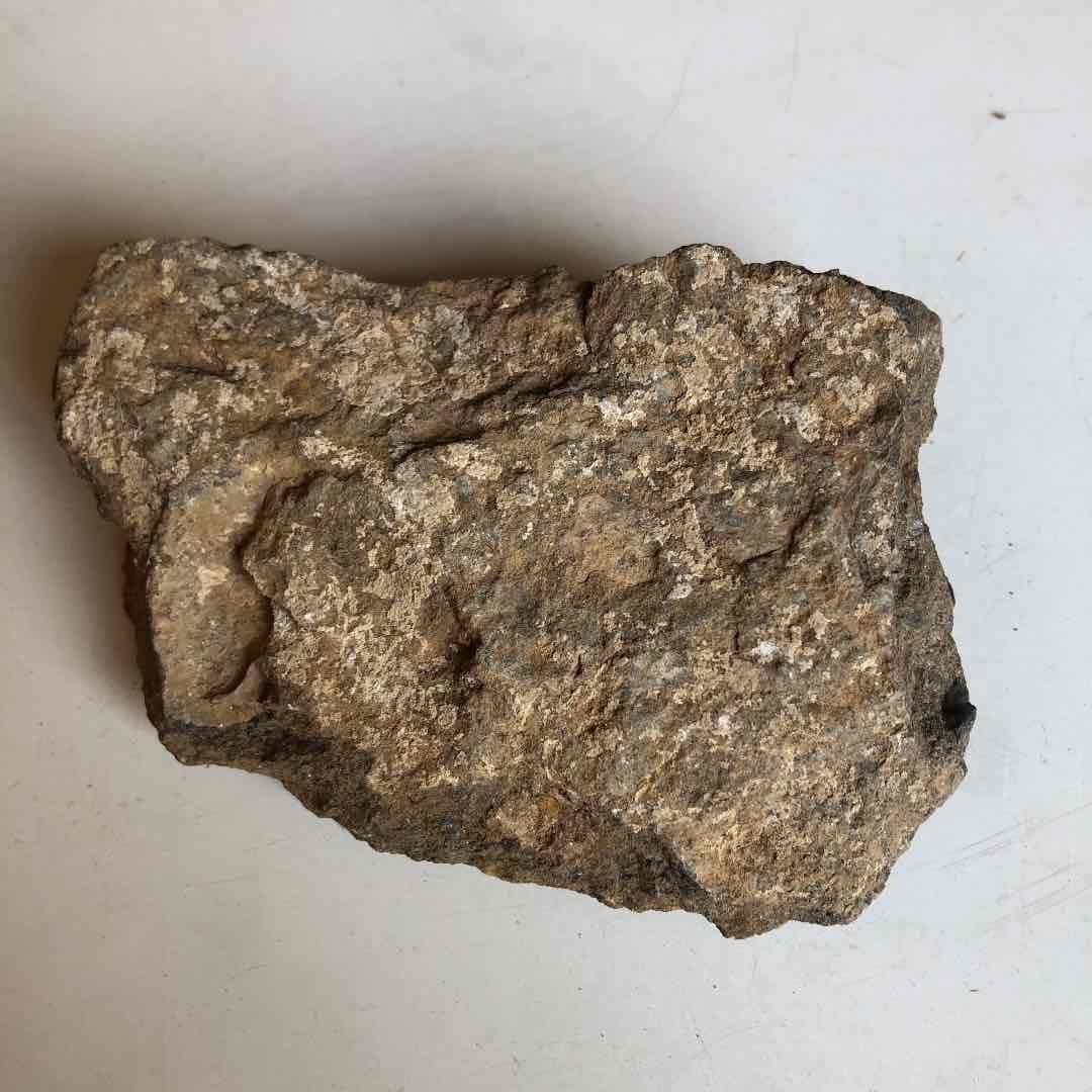 三葉虫化石　貴重品　モロッコで採取　輸出禁止になりました。