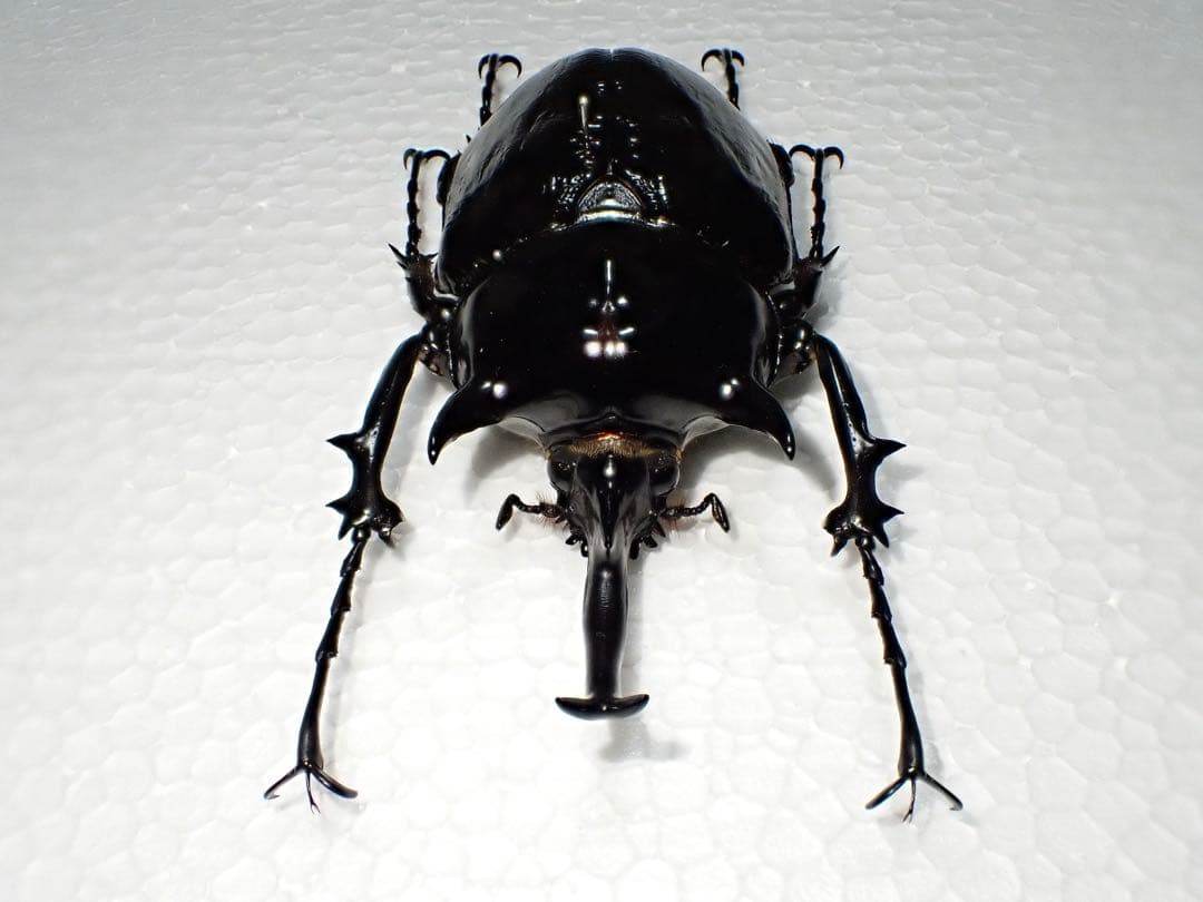 ^_^【標本】マルスゾウカブト　ペルー産　103.5ミリ　野外品