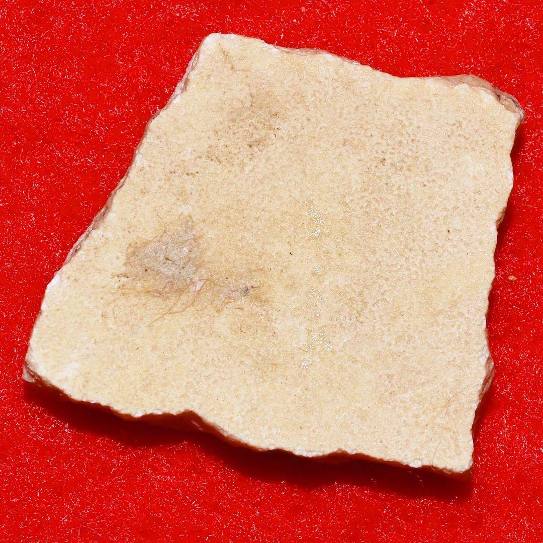 マダガスカル産 エピオルニスの卵殻化石