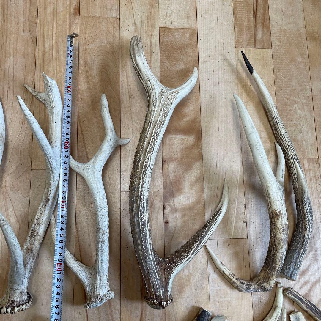 エゾシカ 蝦夷鹿 角 まとめ売り