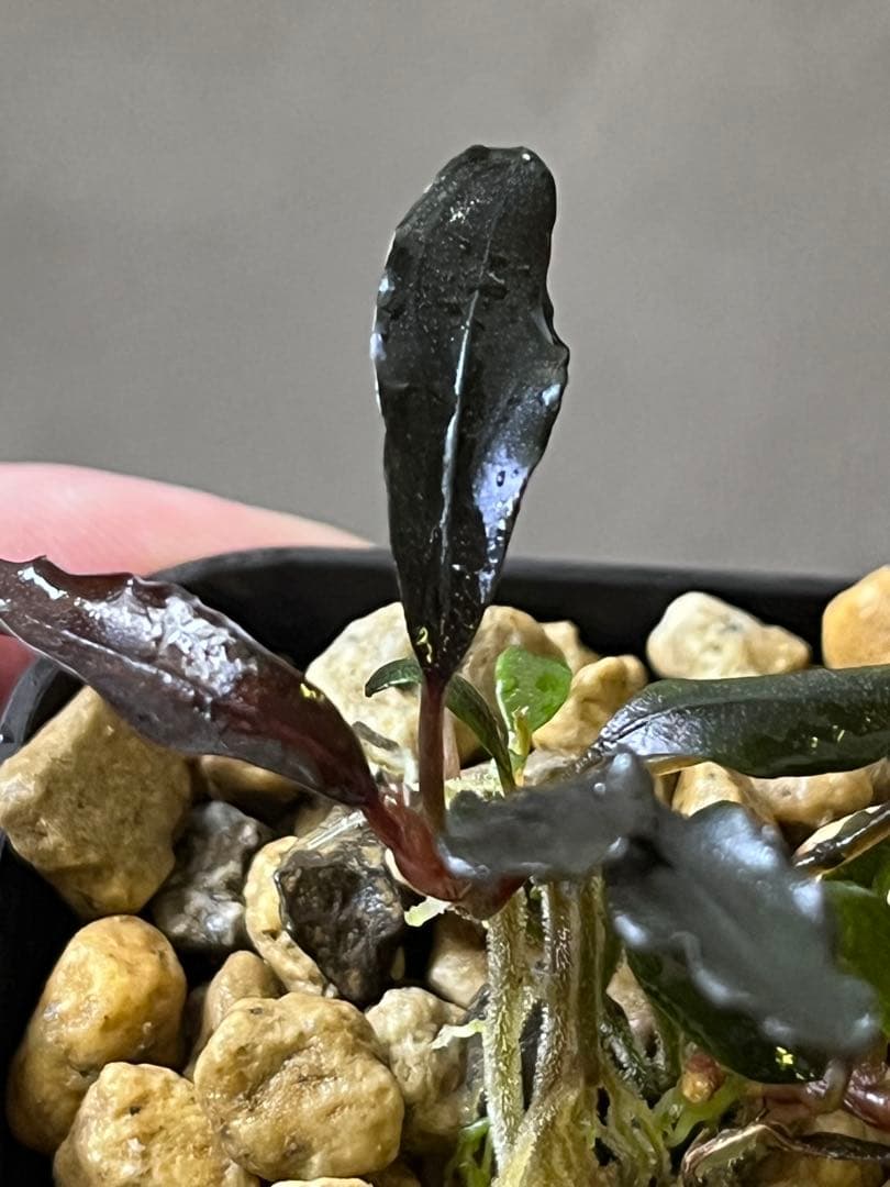 水草 Bucephalandra sp.Ghost Kalimantan