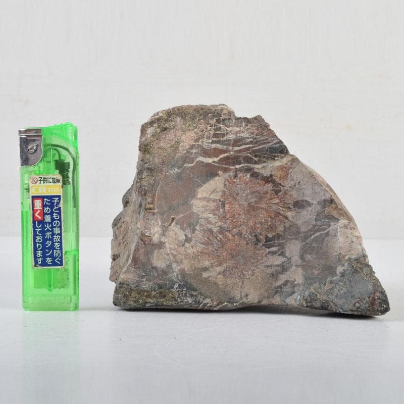 天然石　鑑賞石　菊花石　置物　重さ約1242g　C　8887